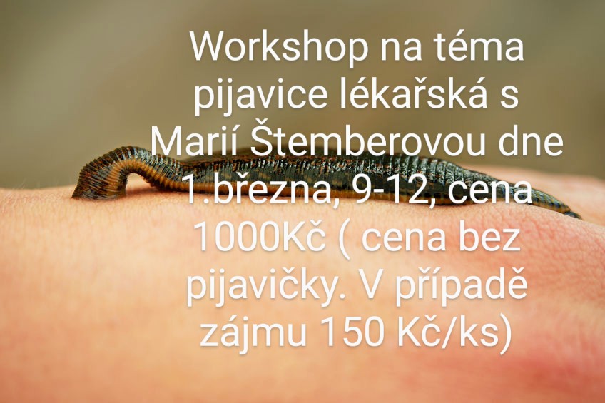 Workshop na téma pijavice lékařská s Marií Štemberovou